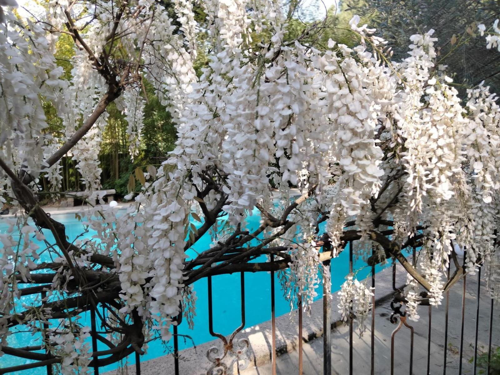 La Bastide Des Pins Bed and Breakfast Castillon-du-Gard Buitenkant foto