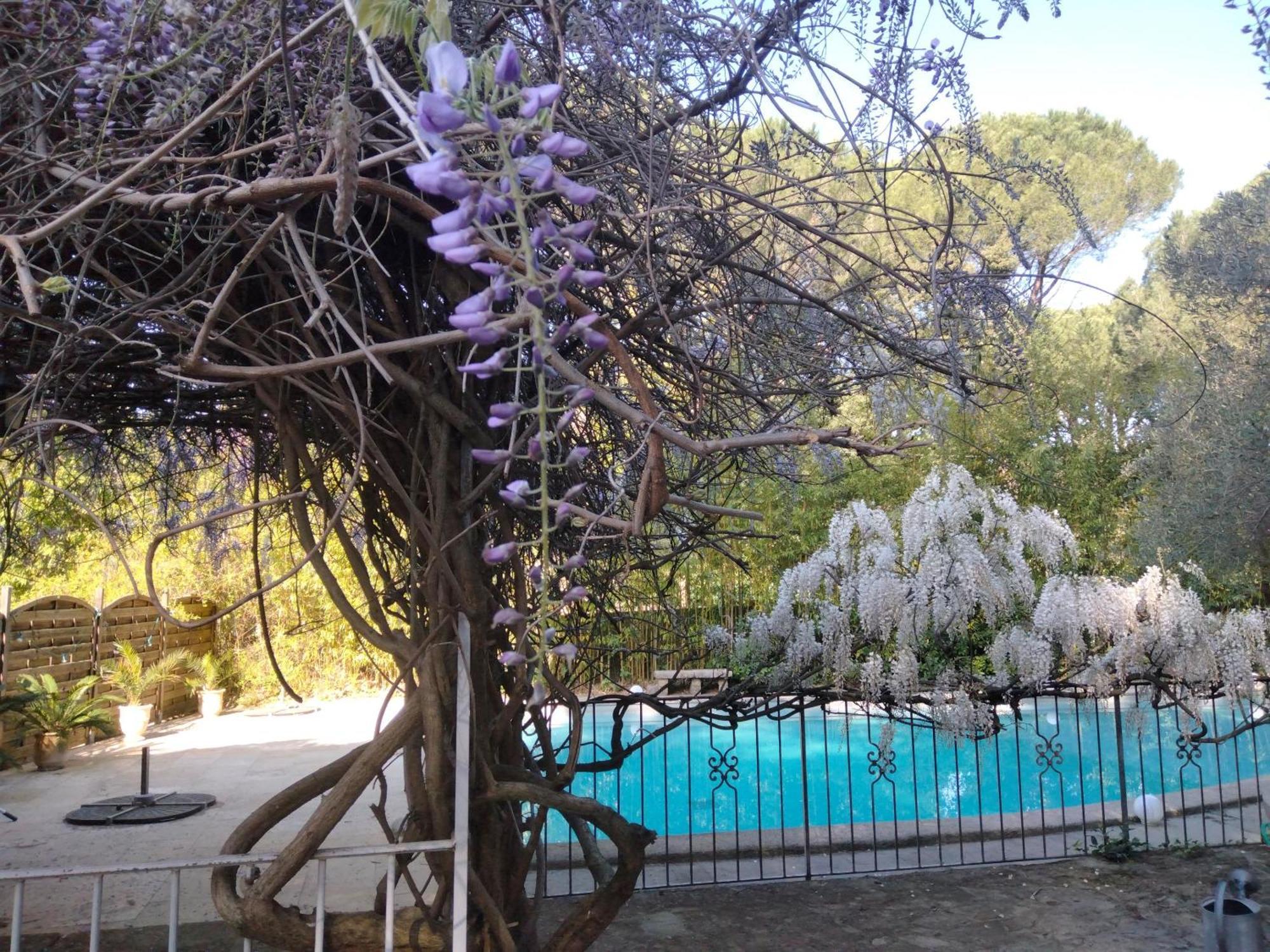 La Bastide Des Pins Bed and Breakfast Castillon-du-Gard Buitenkant foto